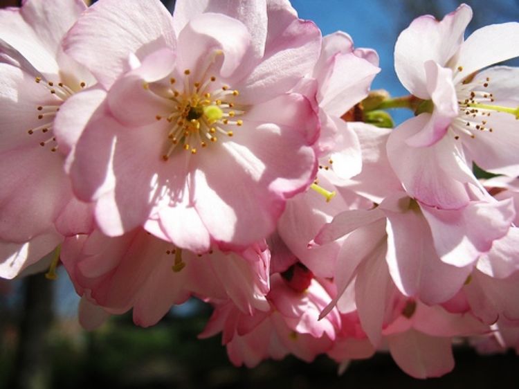 Picture of Prunus serrulata Kanzan