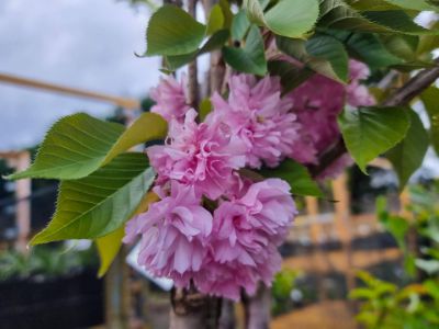 Picture of Prunus serrulata Kanzan