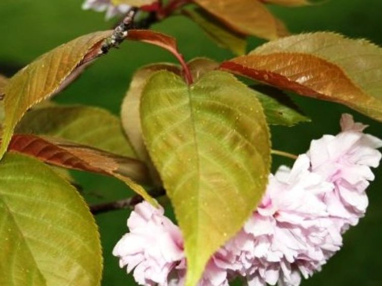 Picture of Prunus serrulata Kanzan
