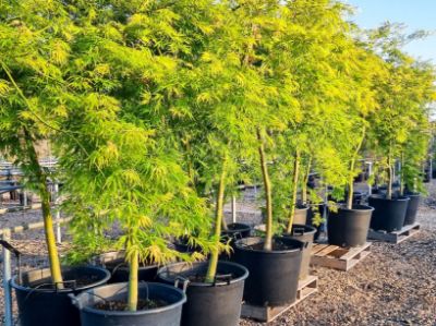 Picture of Acer palmatum Dissectum Germaines Gyration