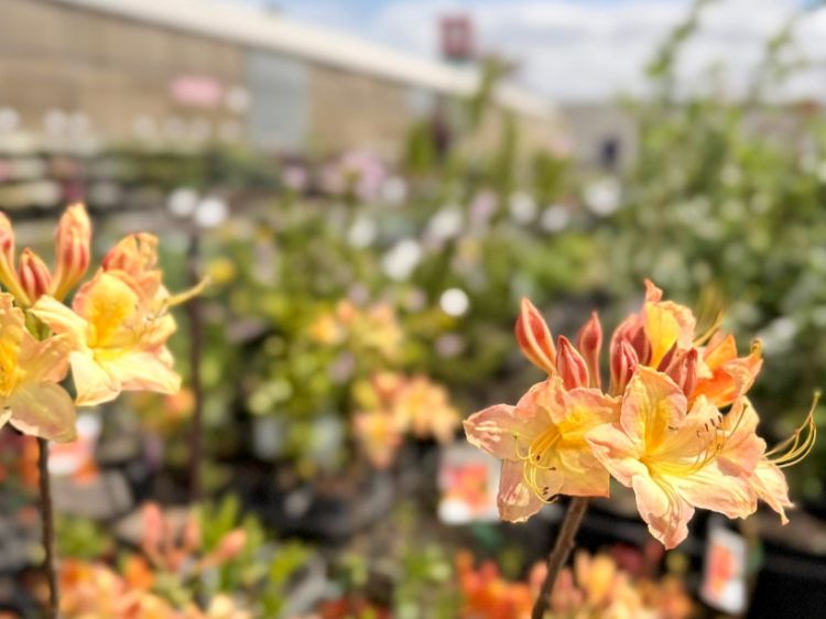 Picture of Azalea mollis