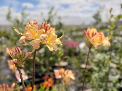 Picture of Azalea mollis