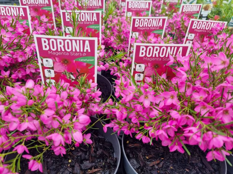 Picture of Boronia hybrida Magenta Stars