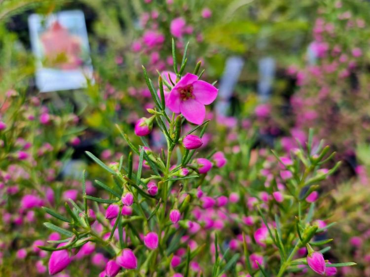 Picture of Boronia hybrida Magenta Stars