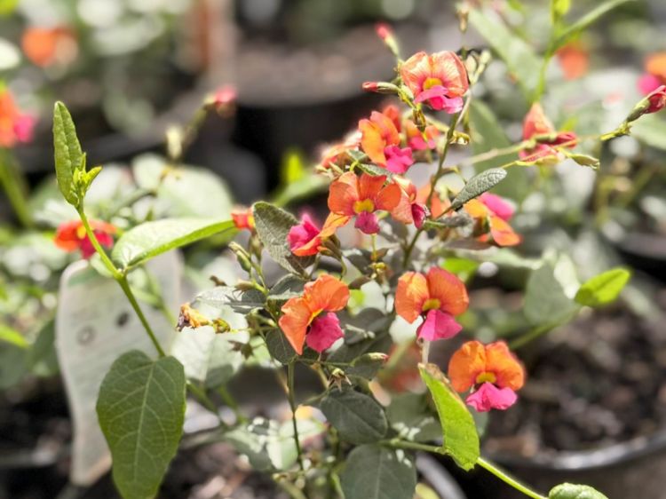 Picture of Chorizema cordatum