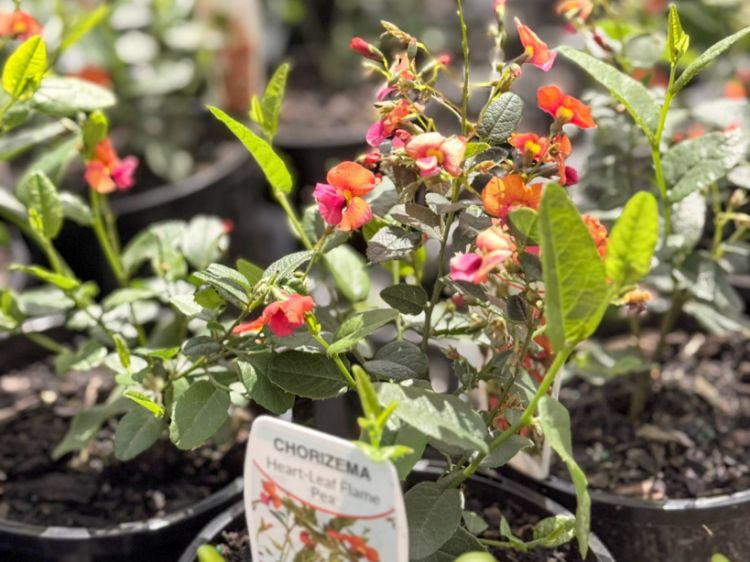 Picture of Chorizema cordatum