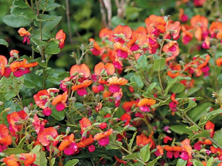 Picture of Chorizema cordatum