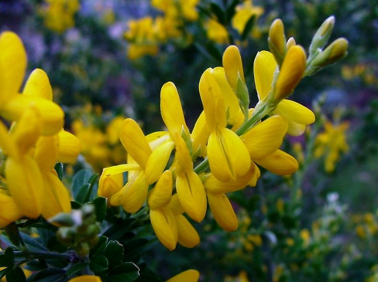 Picture of Cytisus racemosus Nana
