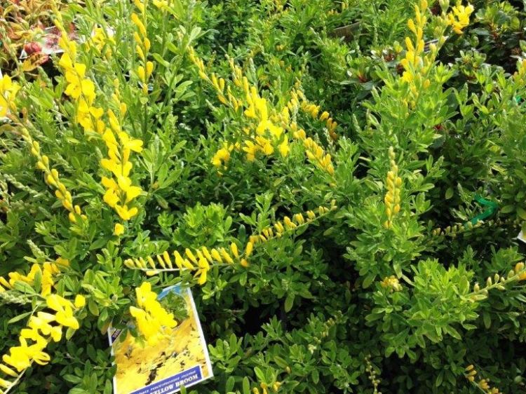 Picture of Cytisus racemosus Nana