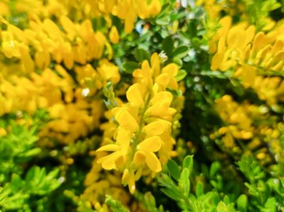 Picture of Cytisus racemosus Nana