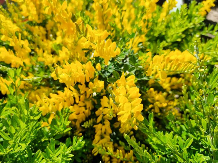 Picture of Cytisus racemosus Nana