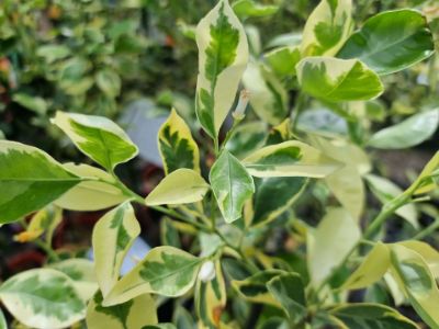Picture of Fortunella japonica Variegata