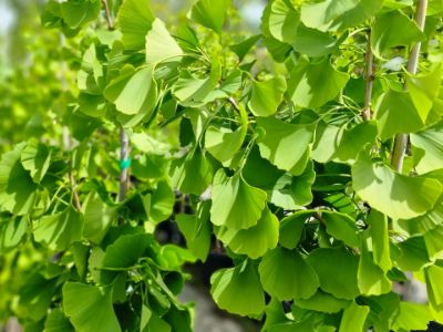 Picture of Ginkgo biloba Princeton Sentry