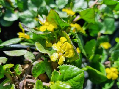 Picture of Goodenia ovata Prostrata