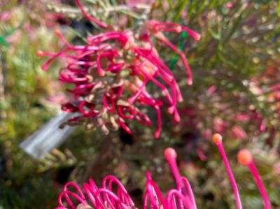 Picture of Grevillea hybrida Lana Maree
