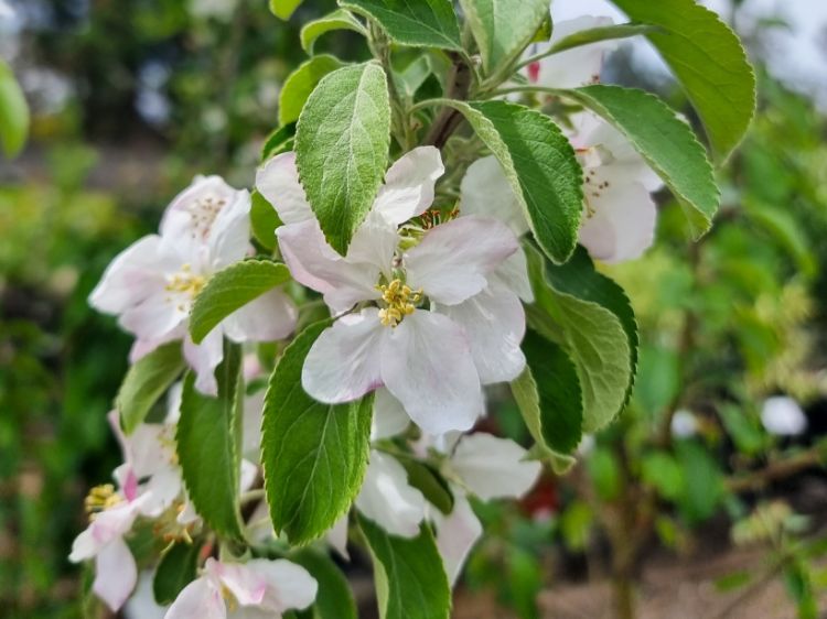 Picture of Malus domestica Granny Smith Dwarf