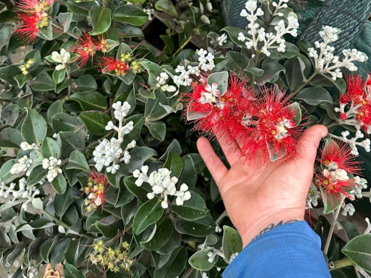 Picture of Metrosideros thomasii