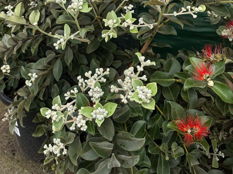 Picture of Metrosideros thomasii