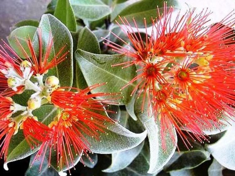 Picture of Metrosideros thomasii