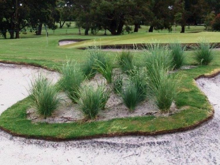 Picture of Poa poiformis Kingsdale PBR