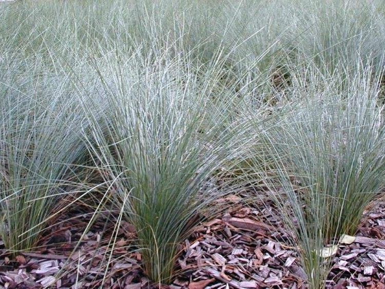 Picture of Poa poiformis Kingsdale PBR