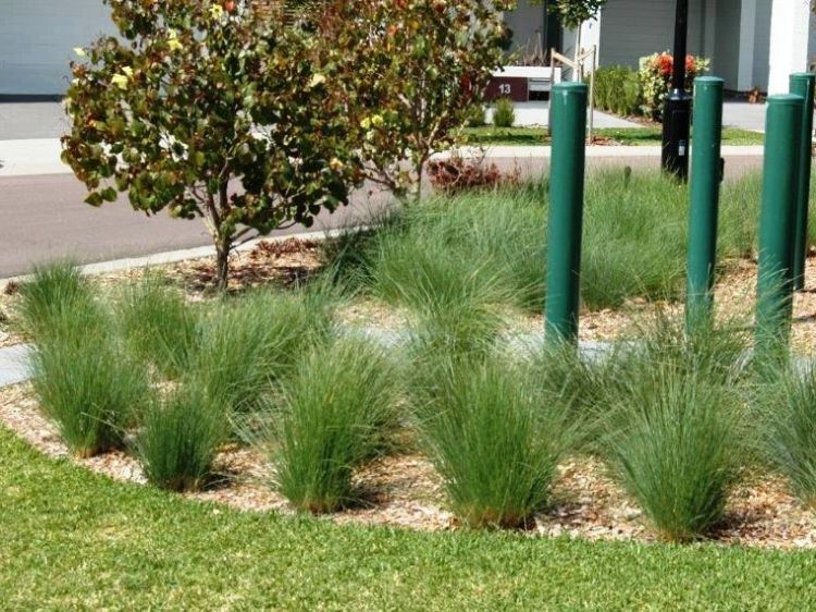 Picture of Poa poiformis Kingsdale PBR