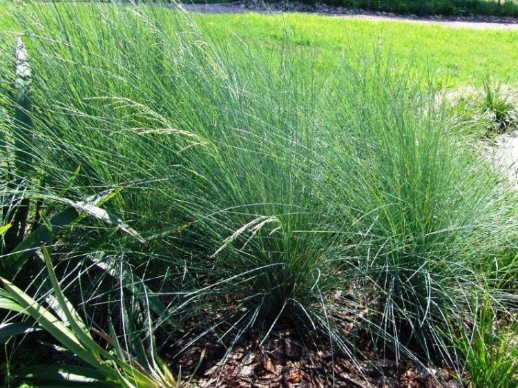 Picture of Poa poiformis Kingsdale PBR