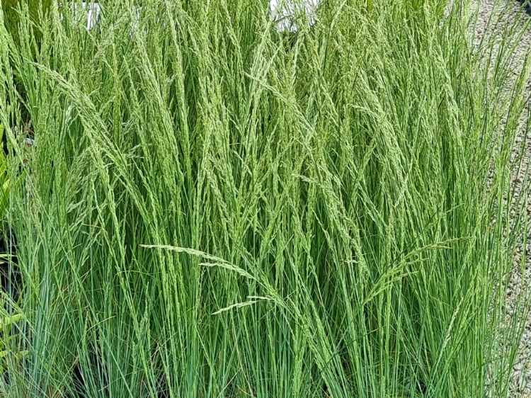 Picture of Poa poiformis Kingsdale PBR