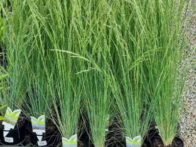 Picture of Poa poiformis Kingsdale PBR