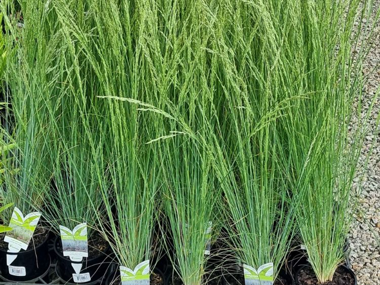 Picture of Poa poiformis Kingsdale PBR