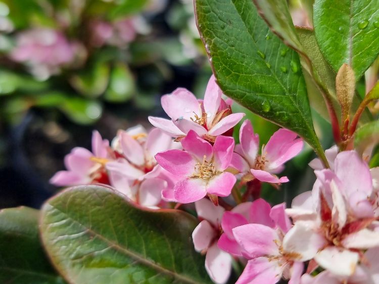 Picture of Rhaphiolepis hybrida Oriental Pink