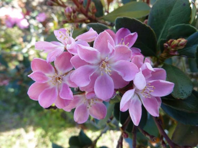 Picture of Rhaphiolepis hybrida Oriental Pink