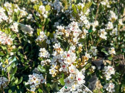 Picture of Rhaphiolepis indica Caves Beach