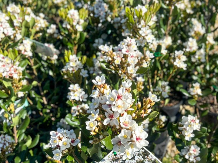 Picture of Rhaphiolepis indica Caves Beach