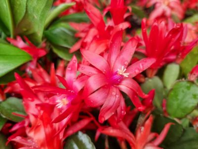 Picture of Rhipsalidopsis gaertneri