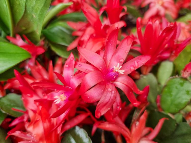 Picture of Rhipsalidopsis gaertneri