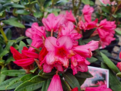 Picture of Rhododendron hybrida Winsome