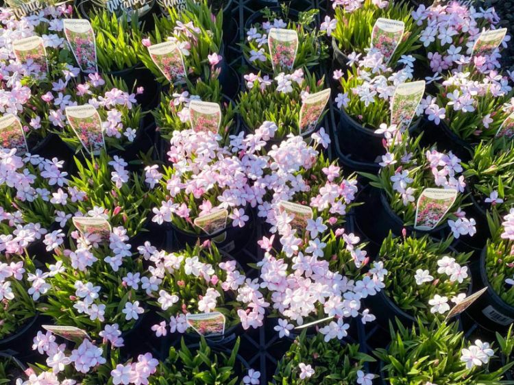 Picture of Rhodohypoxis baurii