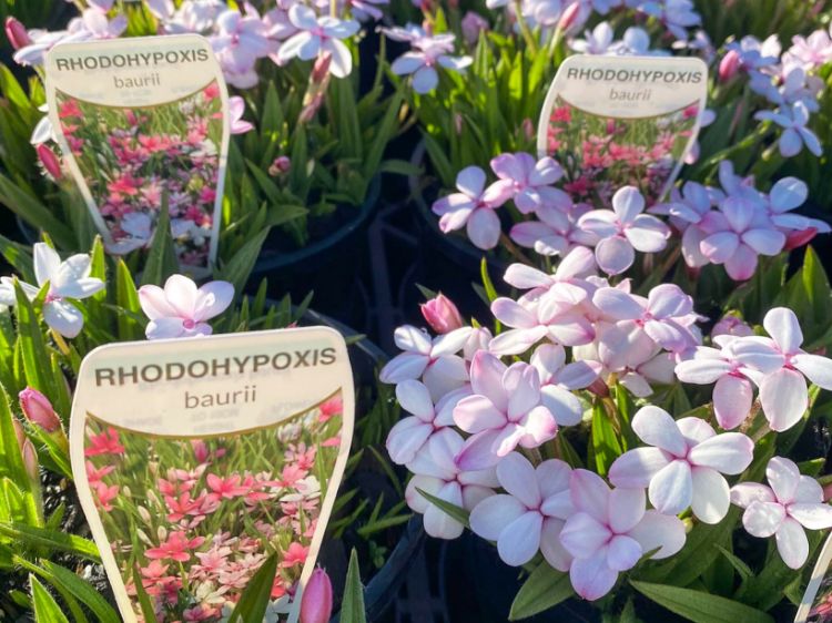 Picture of Rhodohypoxis baurii