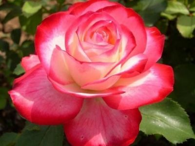 Picture of Rosa Fire And Ice