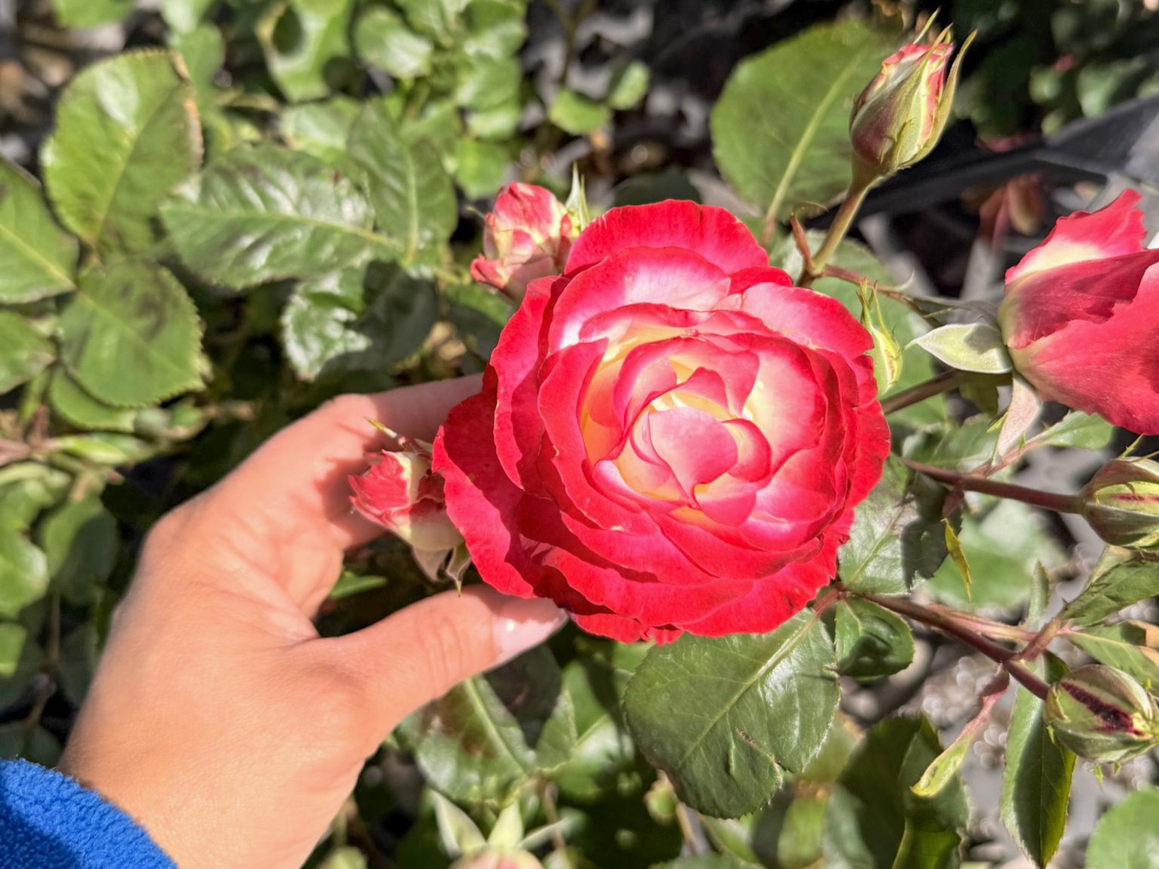 Rosa Fire And Ice | Wholesale Nursery - Nurseries in Melbourne ...