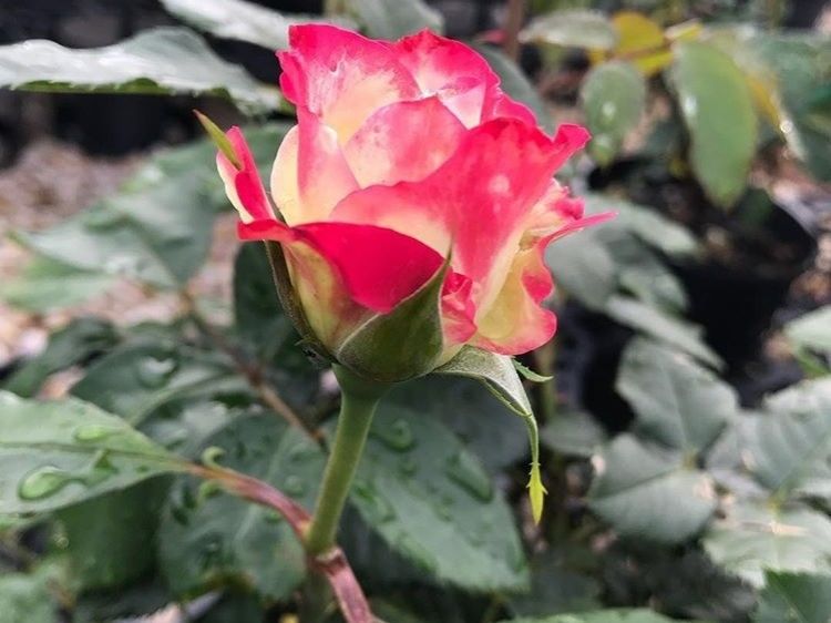 Picture of Rosa Fire And Ice