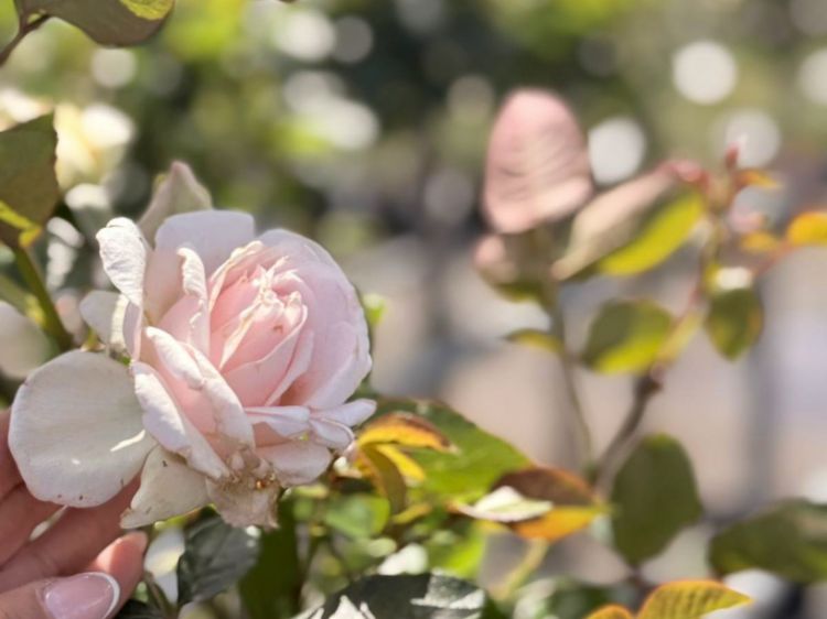 Picture of Rosa Mothers Love