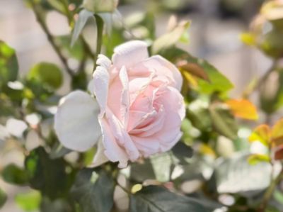 Picture of Rosa Mothers Love