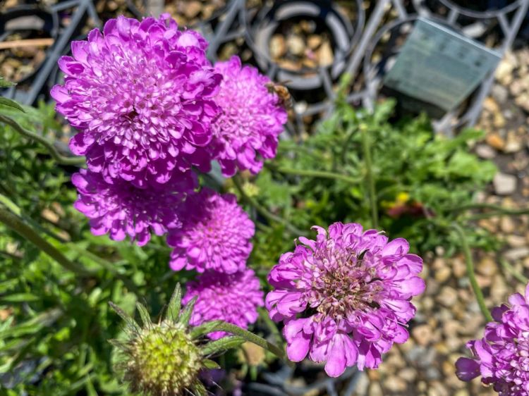 Picture of Scabiosa caucasica Blue