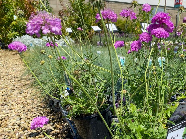 Picture of Scabiosa caucasica Blue