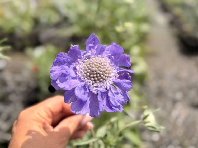 Picture of Scabiosa caucasica Blue