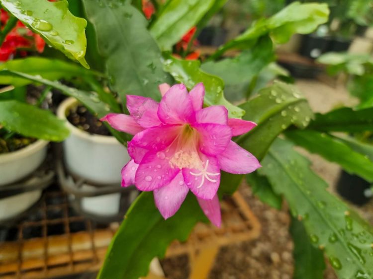 Picture of Selenicereus anthonyanus