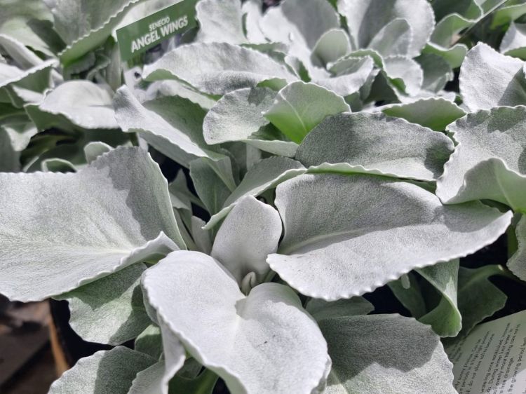 Picture of Senecio candicans