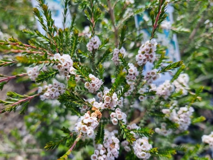 Picture of Thryptomene saxicola Supernova